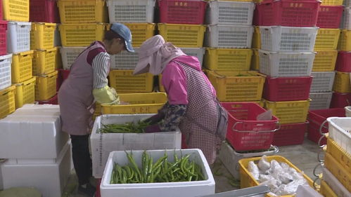 贺兰食用农产品持“身份证”上岗 新鲜水果零售进入可追溯时代