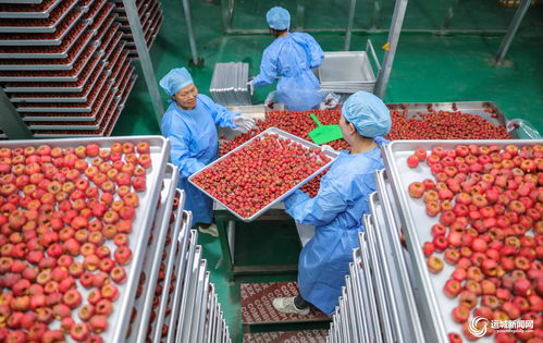 闻喜县阳隅镇 深加工赋能鲜果产业，小水果撬动乡村大振兴