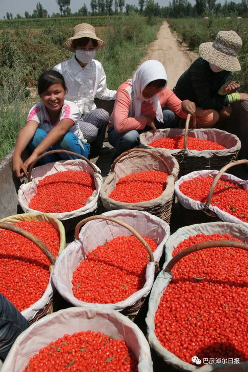 河套同名农产品 地道风味的乡土印记